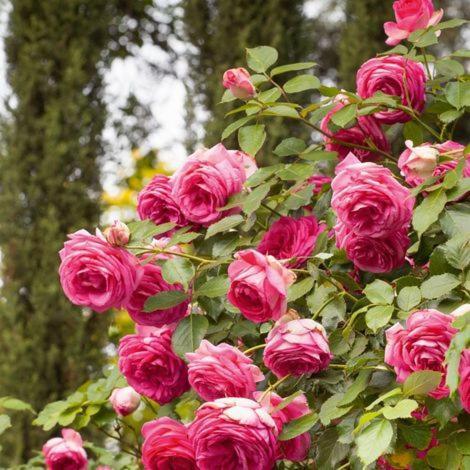 Chez Fleur Bed & Breakfast Авиньон Екстериор снимка
